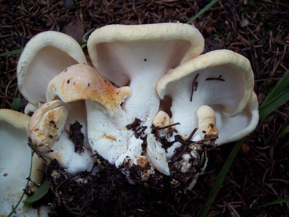 Polyporus squamosus ??? (Bondarzewia montana)